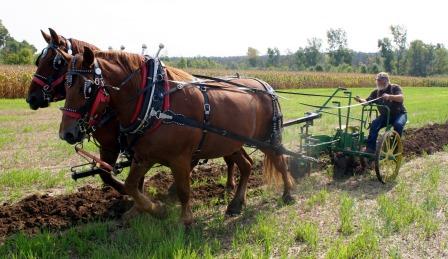 Horses Plowing